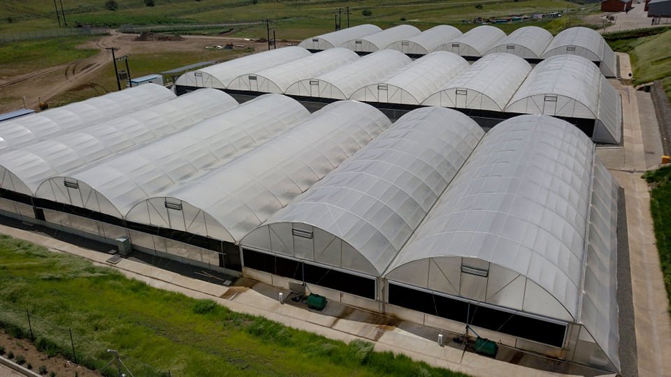 MGHFullSpectrum's tweet photo. Growing high-quality organic biomass is best achieved by employing skilled and experienced staff who have grown cannabis in various environments; indoor, greenhouse and open air.

#Quality #Cannabis #MG_Health #Makarabeli #Lesotho https://t.co/7BYPzPj1oB