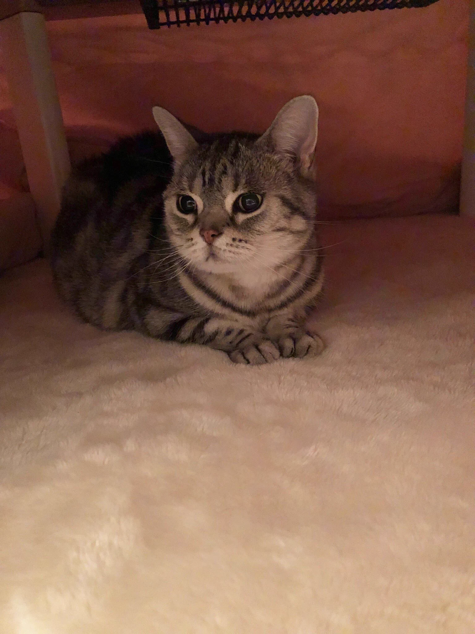 こたつを出したらさっそくかわいい妖精さんが現れました！寒い冬の癒やしですね・・・