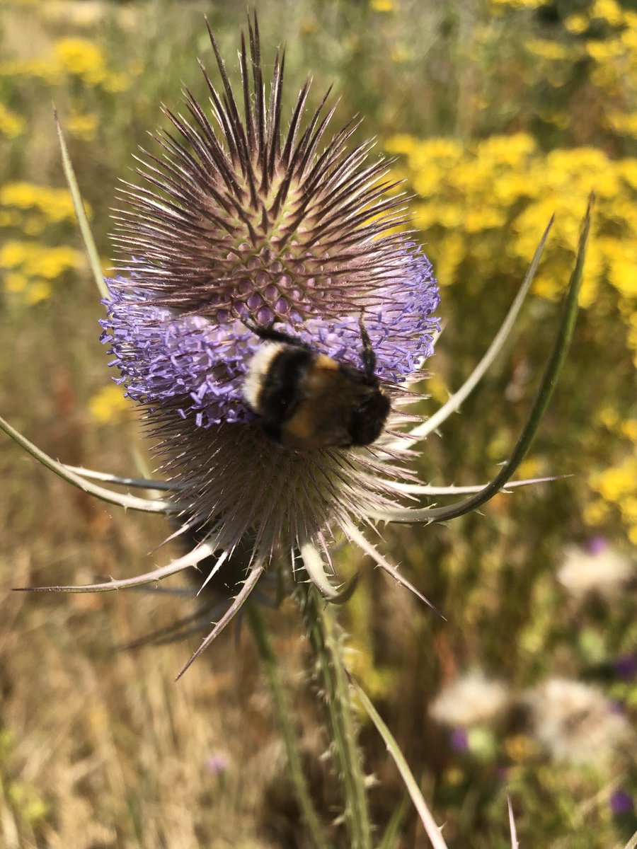 Farmland birds already flocking to our wild bird food plots. Just like the bees and butterflies to wildflower plots last summer #farmingcares