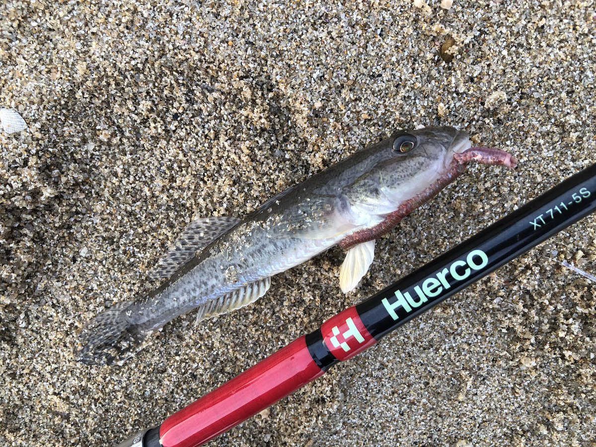 fishing_8823's tweet image. 11月中旬にイイダコ&amp;amp;ちょい投げで1日大笑い！！
#huercojp  #bigfish1983 #easyfish
#身の丈フィッシング