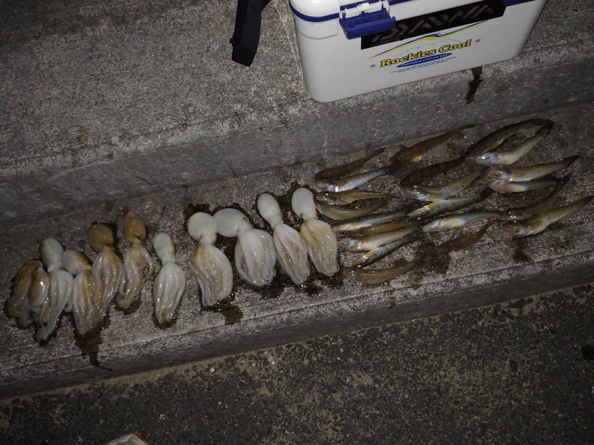 fishing_8823's tweet image. 11月中旬にイイダコ&amp;amp;ちょい投げで1日大笑い！！
#huercojp  #bigfish1983 #easyfish
#身の丈フィッシング