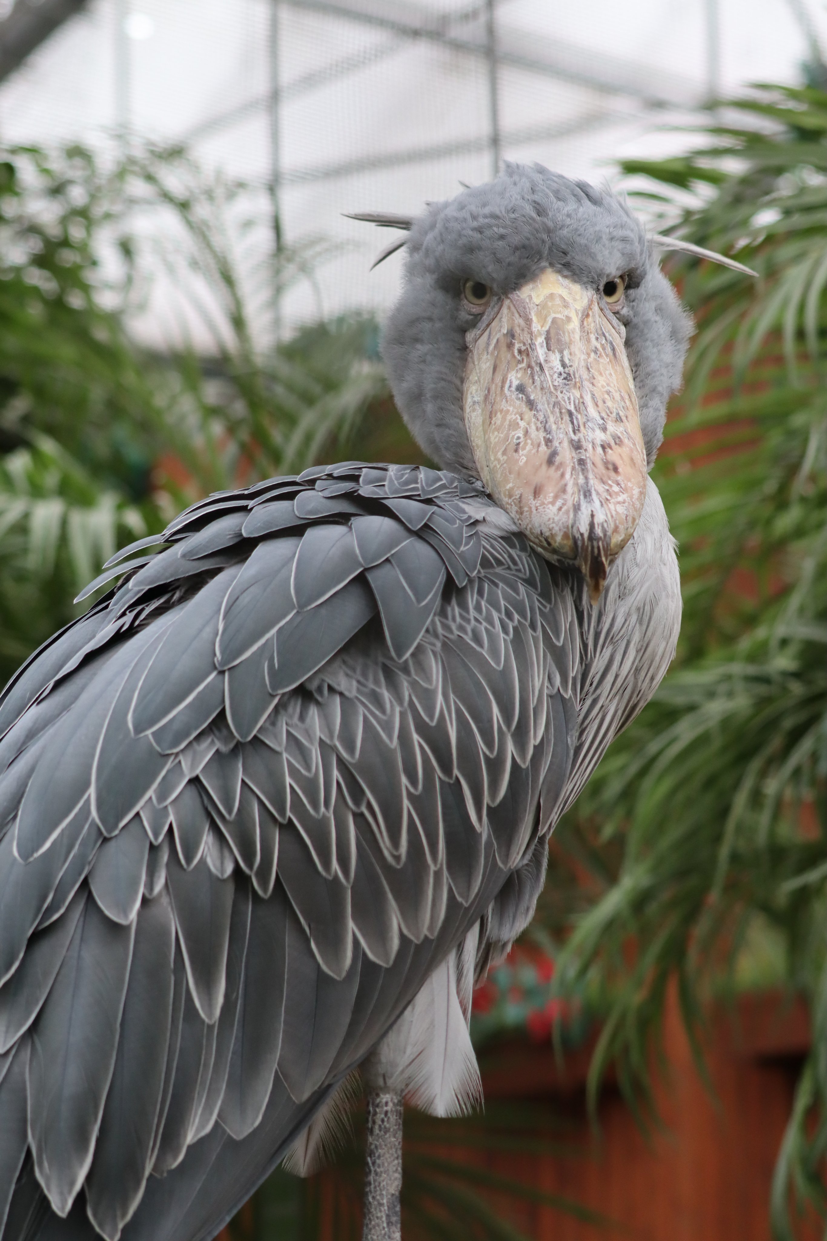 塩ら めん ふたば ハシビロコウ 掛川花鳥園 かわいい系ハシビロコウと言われているkkeのアイドル 担当飼育員さんが6名いるが男性飼育員さんの方が好みらしい 好きな飼育員さんが来るとクラッタリングが見られるので必見 エサはニジマスよりコイ派
