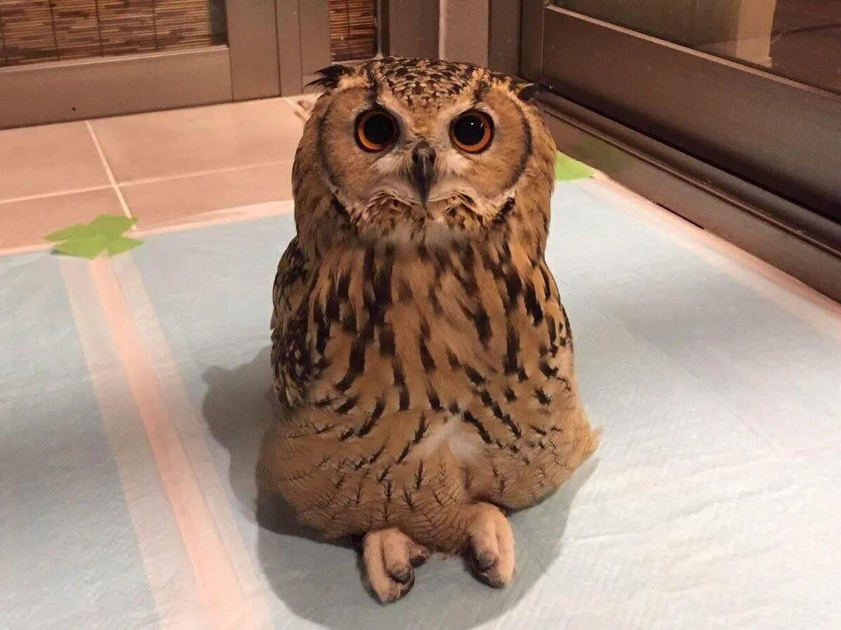 あぐらをかくフクロウ？腹を割って話そうとしてる人みたいｗｗｗ