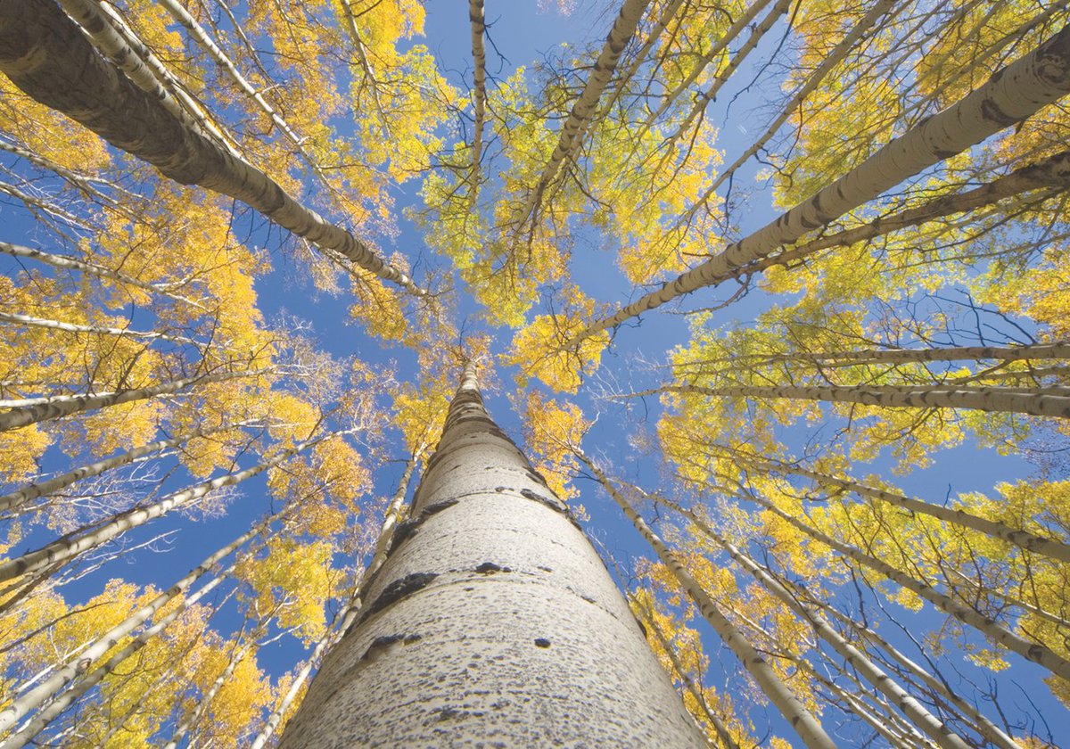 CanonCNA's tweet image. Capturer du mouvement en photographie de paysage donne une nouvelle dynamique à vos photos. Le vent sur les arbres, les vagues sur une plage, etc. La vitesse d&apos;obturation doit être plus lente, l&apos;ouverture moins grande et vous pouvez ajouter un filtre. #LandscapeTips #CanonCNA