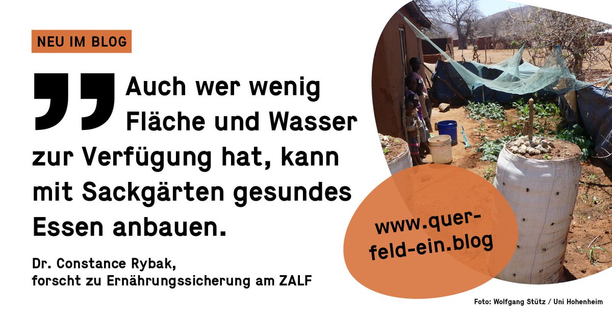 querFELDeinblog's tweet photo. #Tansania – Magere Ernten und #Mangelernährung durch #Dürren in der rund 9-monatigen Trockenzeit und Überflutungen in der Regenzeit. Gibt es Hilfe zur Selbsthilfe? https://t.co/kPDr8DfJZZ, @stefanansgar, @stefan_sieber, @zalf_leibniz, @LeibnizWGL https://t.co/u5fPhbmvaB