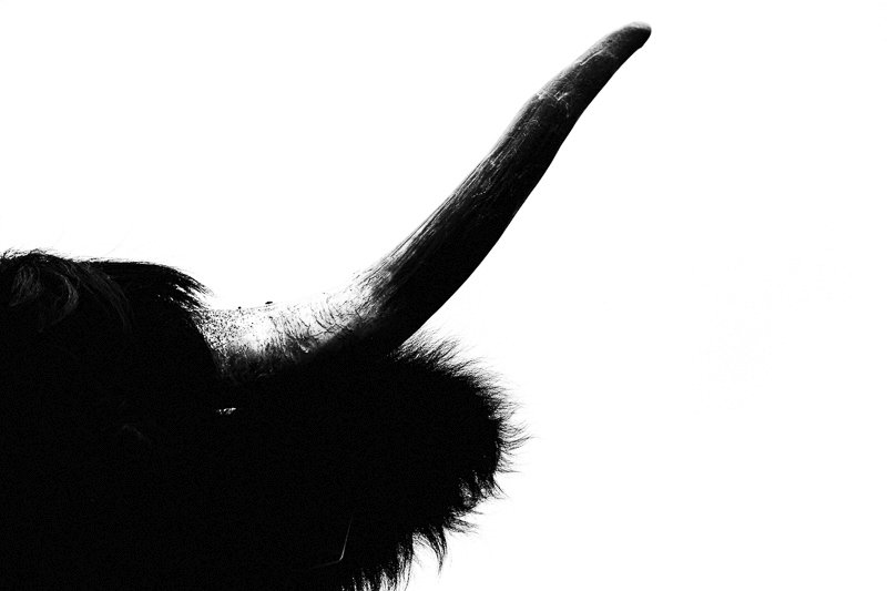 #vache #salers #cow #bnw_captures #bnwphotography #cantal <a href="/cantalinspi/">Cantal'Inspirations</a> <a href="/GroupeSalers/">Groupe Salers Evolution</a> <a href="/auvergnerhalpes/">Auvergne-Rhône-Alpes</a> #auvergne