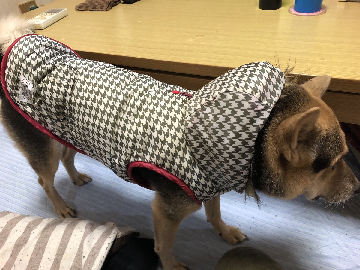 今日も、雨だったので…
カッパ着せられ…散歩です😔💦💦