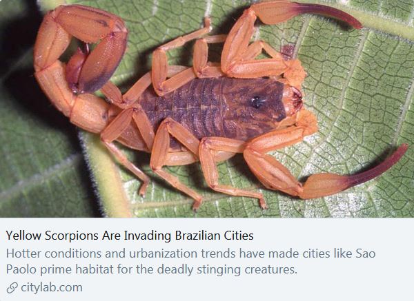 This is what the  #ClimateCrisis looks like in  #SouthAmerica right now."the number of people stung by yellow scorpions across  #Brazil jumped more than tenfold since the turn of the century, from 12,000 in 2000 to 156,000 last year" https://www.citylab.com/environment/2019/11/yellow-scorpion-sting-danger-climate-change-sao-paolo-brazil/602620/