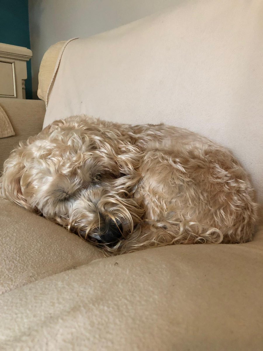 DOCIA_sport's tweet image. Fred sends his best .... unavailable for comment. No reflection of the qual of the #WorldofWorkChat obv!