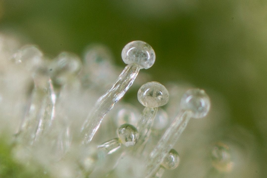 Check out the new site! 

herbivorephotography.com

#cannabis #cannabiscanada #cannabismacro #stockphotogrpahy #trichomes