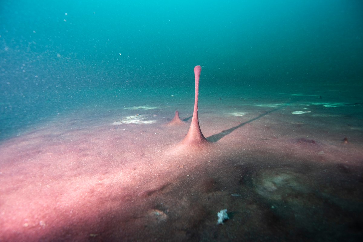 Purple microbial mats in a sinkhole on the floor of Lake Huron