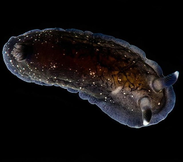 ormestad's tweet photo. Dendrodoris nigra from #hawaii #nudibranch #nudivember https://t.co/td7pVFpCQW