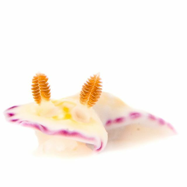ormestad's tweet photo. Not many days left of #nudivember!Chromodoris albopustulosa from #hawaii #nudibranch https://t.co/lCVg9rAcyO