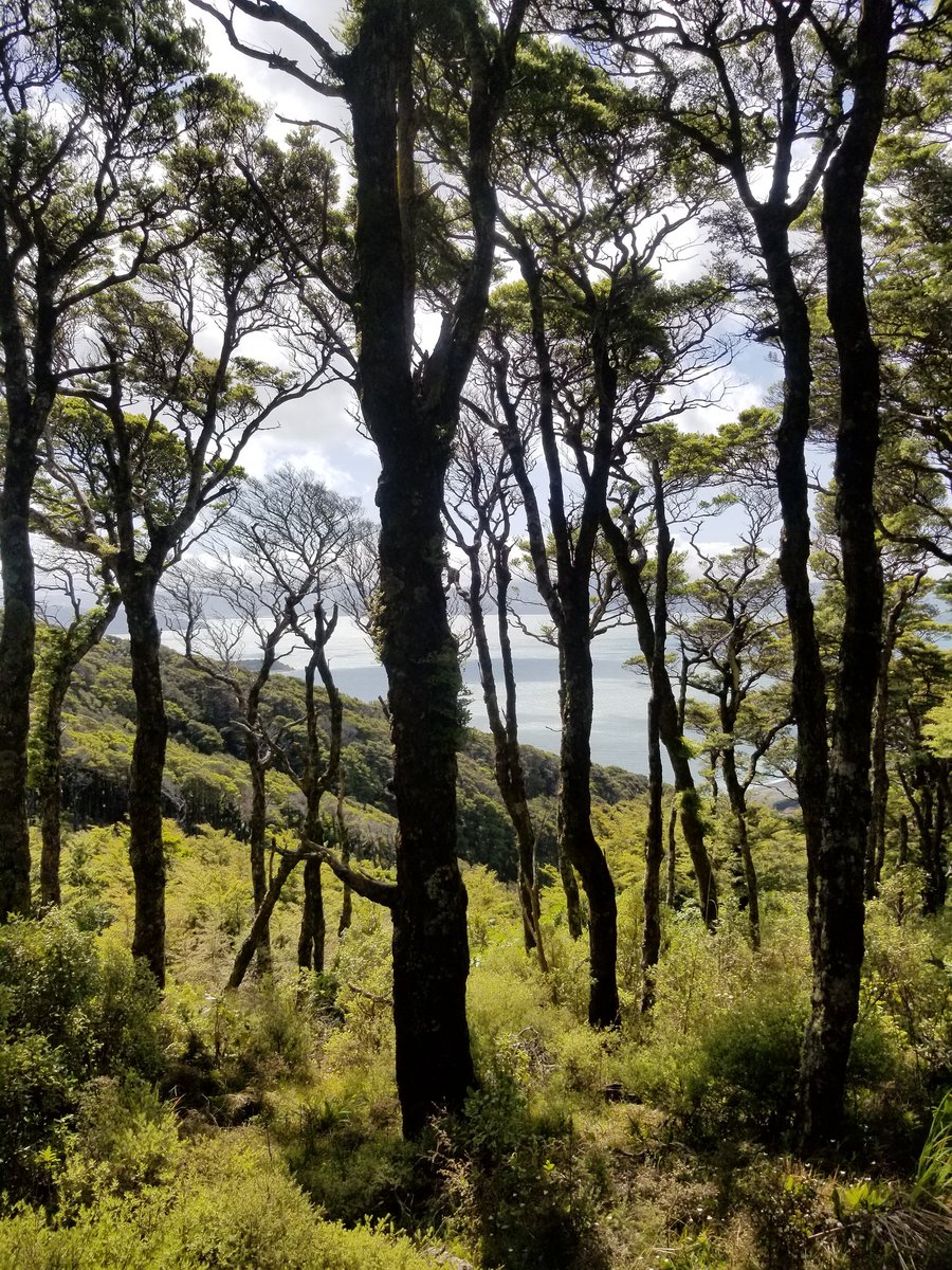 We had a great day yesterday onfield trip 2, parangarahu lakes and lowland forest of Eastbourne! 😎How was your trip?
@ASBS_botany #wellington #plantconservation