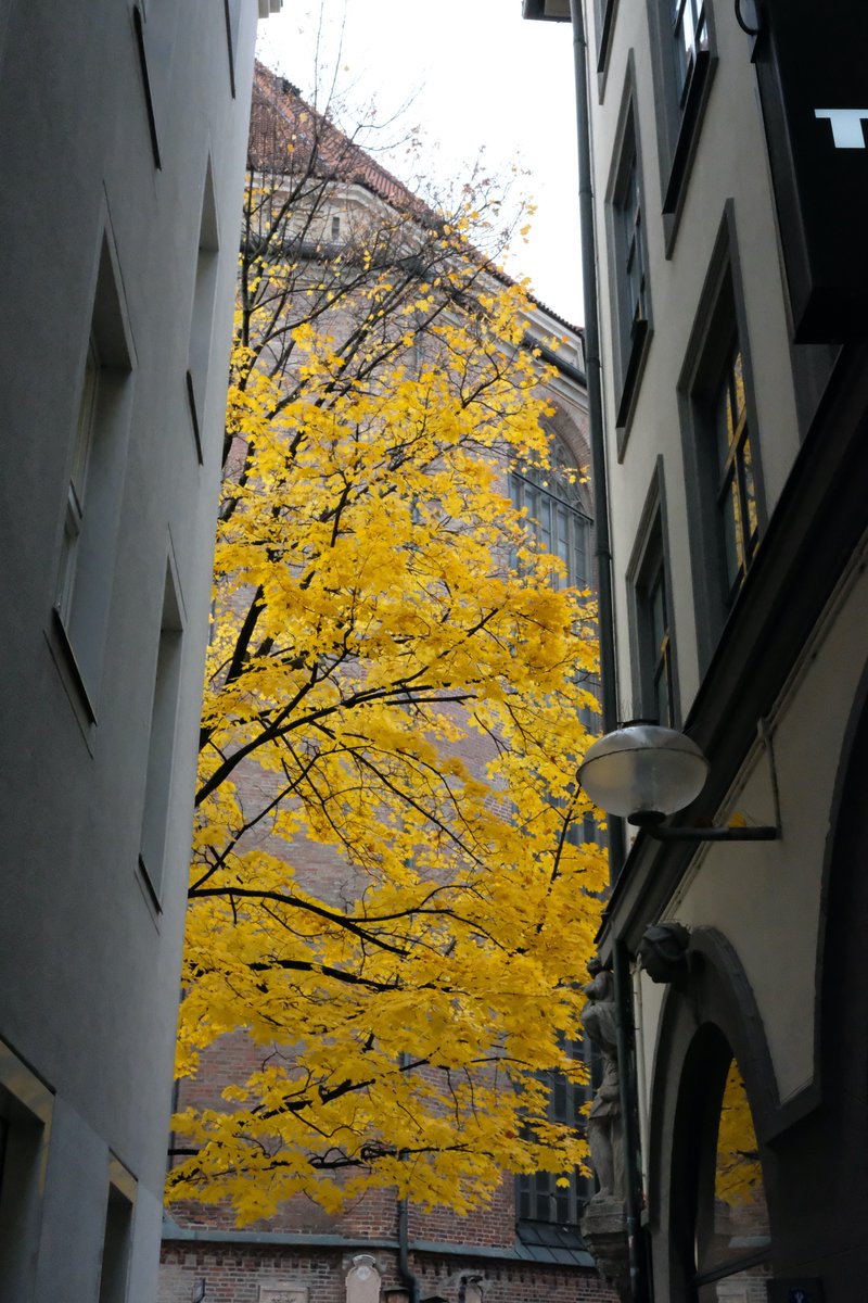 RBraunmueller's tweet image. Mehr #Spätherbst auf Twitter! (in #München hinter der Frauenkirche)
