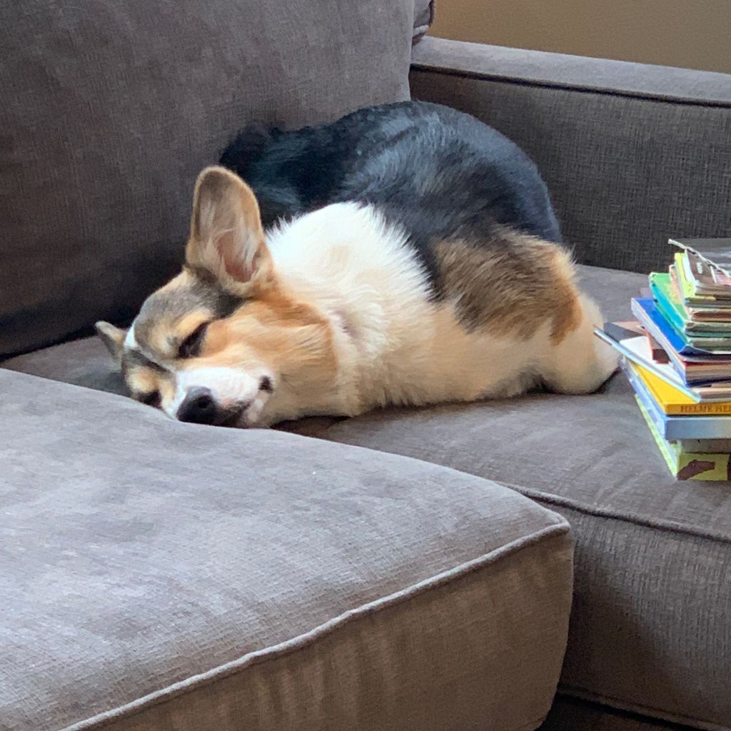 snocorgi's tweet photo. I’m not sure how I got into this position, but I was on a reading binge and sometimes a nap just sneaks up on you and gets ya #reading #allthebooks #sneakattacknap #howisthatcomfy #corgi #corgipuppy https://t.co/kmTezhGUdc