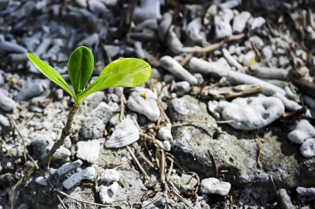 BioResJournal's tweet photo. #Research on the application of #biochar to alleviate effects of #allelopathic chemicals on #seedgermination and #seedling growth 🌱

https://t.co/pqZd383luH
#BioResJournal #allelopathy #soil https://t.co/aS719rb6ph