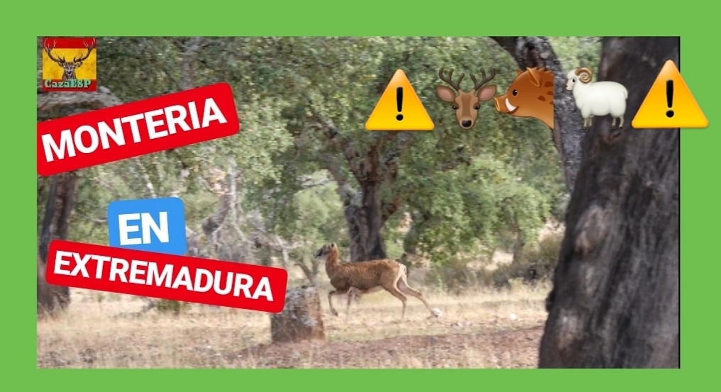 Habéis visto el último vídeo de mi amigo Caye de <a href="/CazaEsp/">Caza ESP</a>, venga tos a verlo que está requetebién!