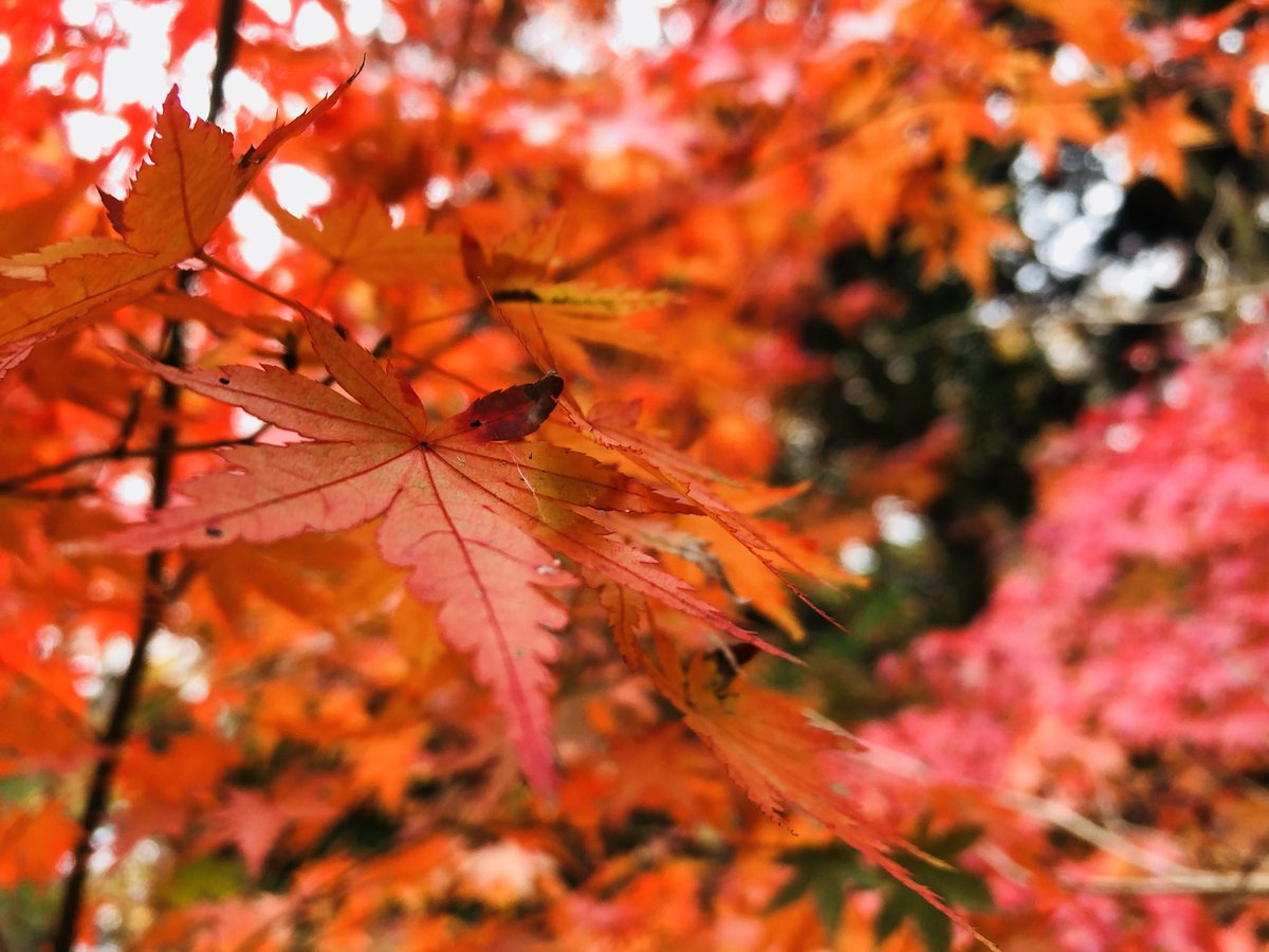 sky_misa_SP's tweet photo. 遅ればせながらの紅葉🍁 https://t.co/2bL5uo3YZm