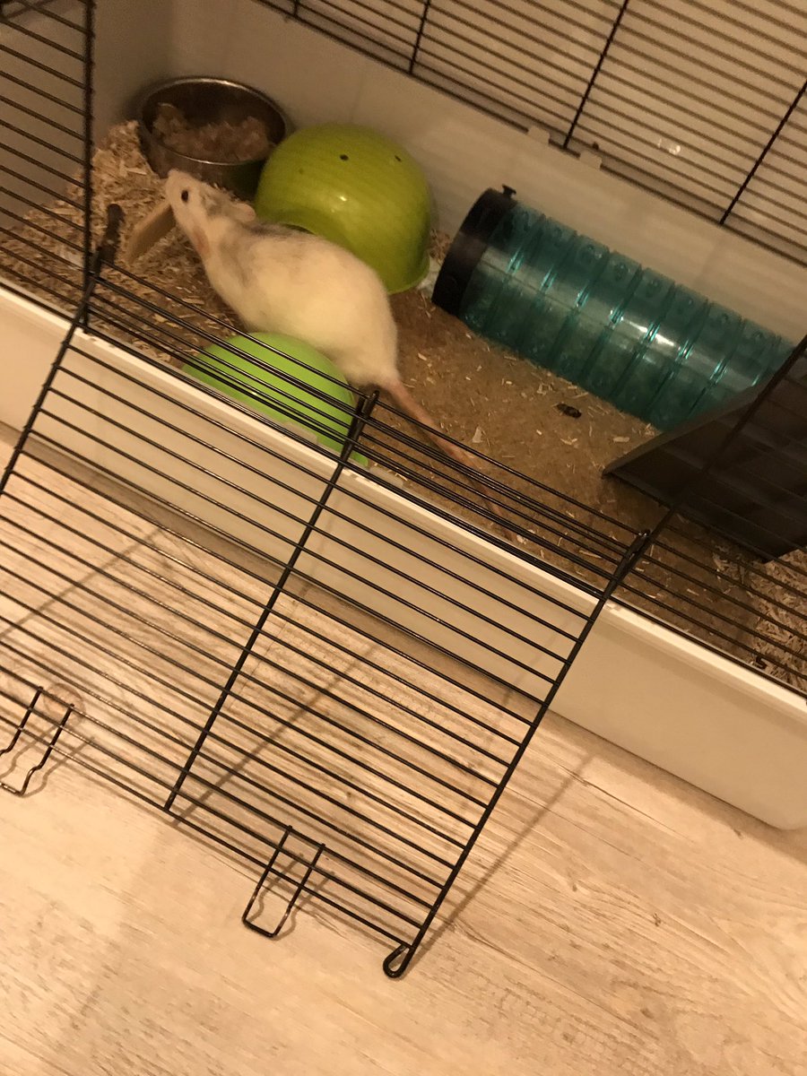 stole a cracker. made a grand escape