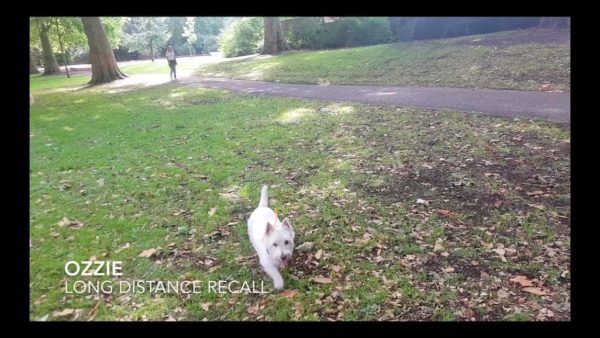 lupine_canine's tweet image. Basic Obedience Commands Training Session with Humphrey

Are you interested in the program?

Get in touch with @pedigreecanine 

buff.ly/35t5Cc4

#dogtraining #dogcommands #dogtrainigsession