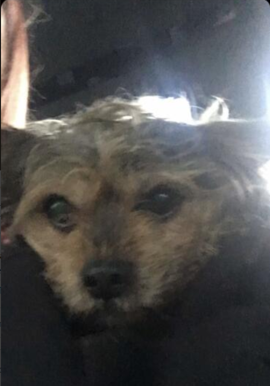 EllastoneUK's tweet photo. Lost dog found on Main Road in Ellastone, scruffy terrier, has no collar. Is being taken to the vet to be microchipped. RT, please. DM us if you know whose it is. https://t.co/X3DVkwTWMz