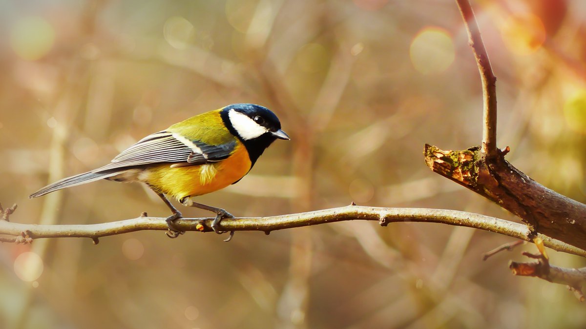 "Nutze die Talente, die Du hast. Die Wälder wären sehr still, wenn nur die begabtesten Vögel sängen."

(H. v. Dyke)