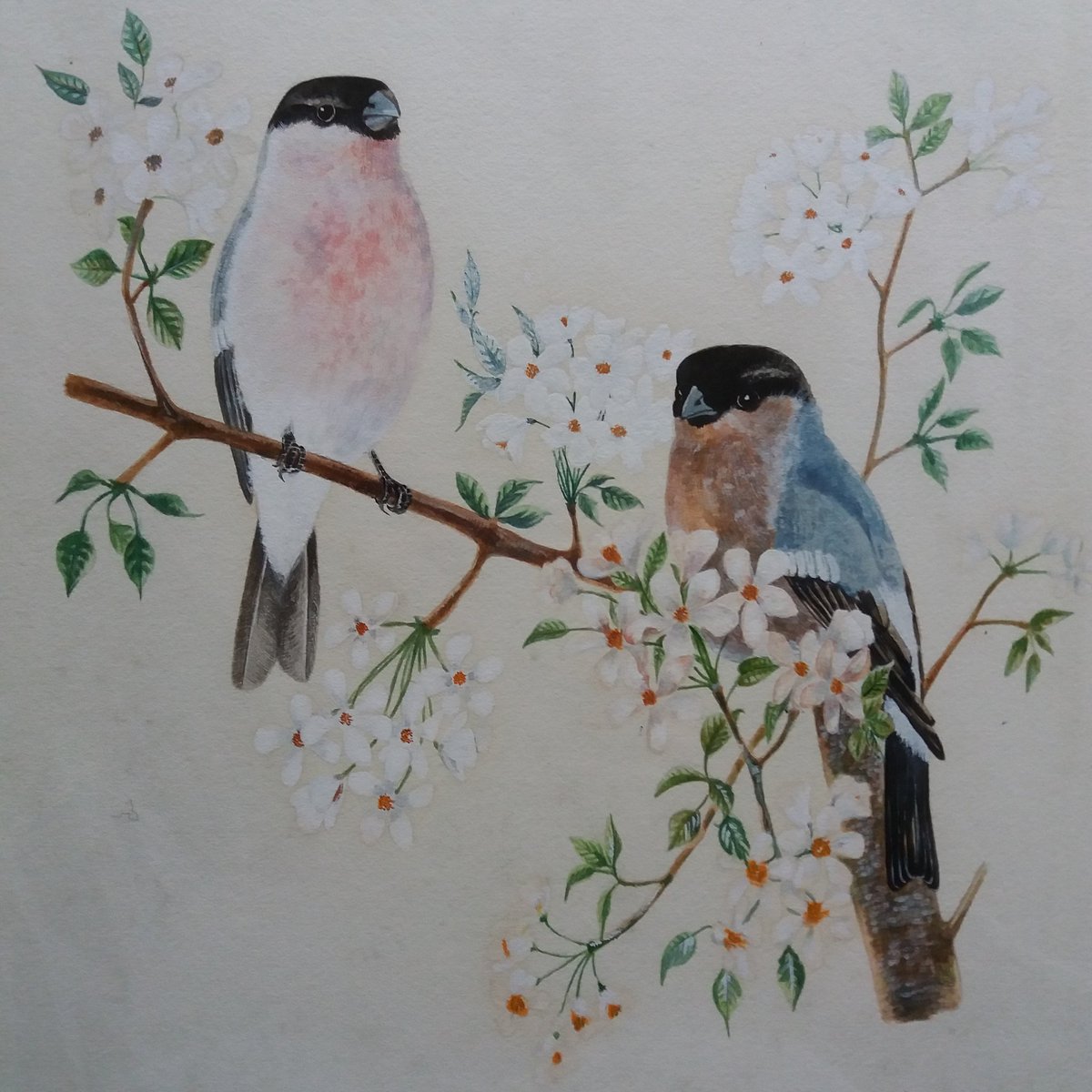 Peter__Williams's tweet photo. A very early find of a watercolour by late Peter Williams. A very early picture I would think in his teenage years (1946 onwards)

#wildlifeart 
#watercolorpainting 
#wildlifeartist 
#watercolor 
#wildlifepainting 
#wildlifepaintings
#nature 
#art https://t.co/zd2kShGCrF