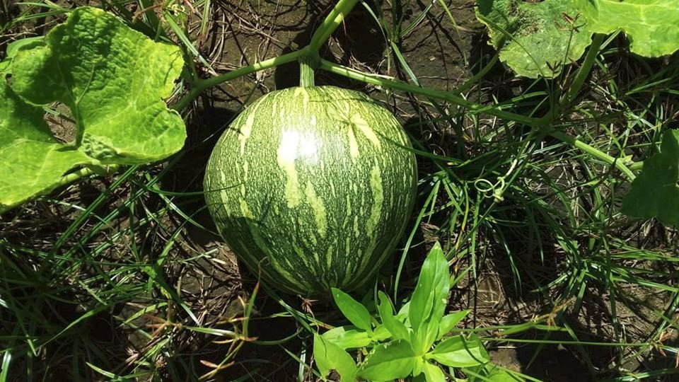 TaniaSandinista tweet media