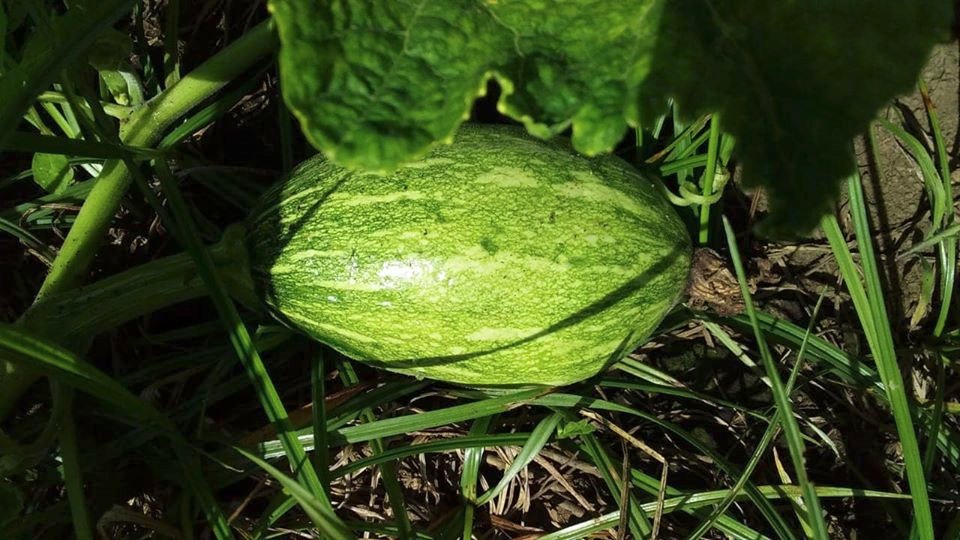 TaniaSandinista tweet media