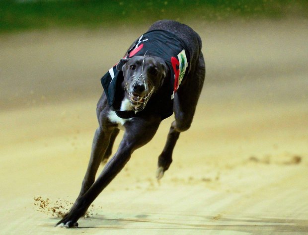 JoeSeward1's tweet photo. What a Weekend in Dublin/Meath Area
An opportunity to attend two class Sporting Events
@shelbournepark Saturday Night #MichaelFortune @nightofstars19
Breeders Cup of Greyhound Racing
Saturday & Sunday @Fairyhouse
Quality NH Racing #SuperSunday @BarOneRacing
#WinterFestival https://t.co/QK0hk1VTP9