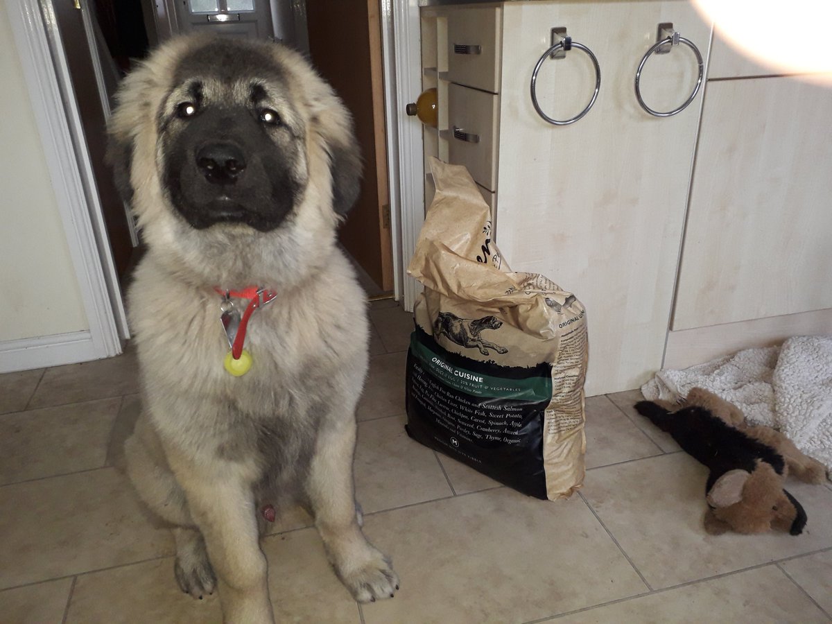 Powered by Eden

 #poweredbyeden #edenpetfood