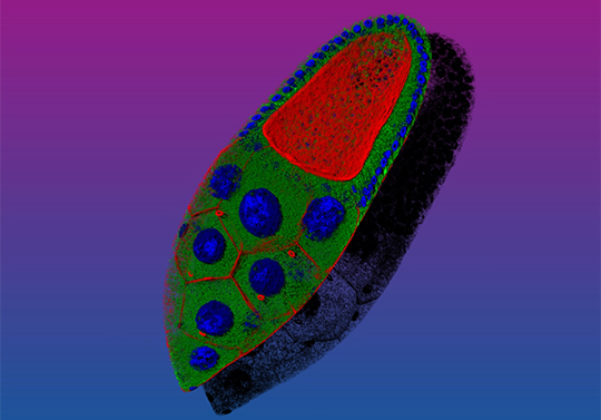 Gurdon Institute tweet media