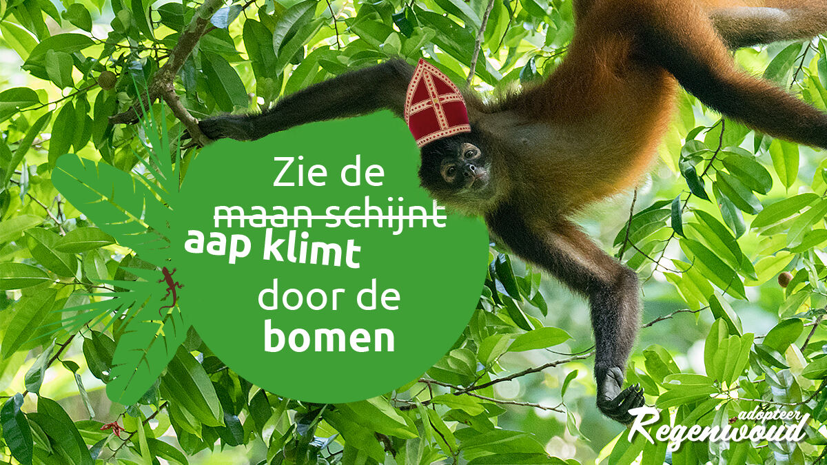 Sinterklaas weet het ook niet meer, 
Want wat verzint hij dit jaar weer? 

Een origineel en duurzaam cadeau, meer kun je toch niet wensen. 
Geef een stukje regenwoud aan al je favoriete mensen!
👉 Adopteer regenwoud vanaf €2,50!  bit.ly/2LdstRB
#adopteerregenwoud