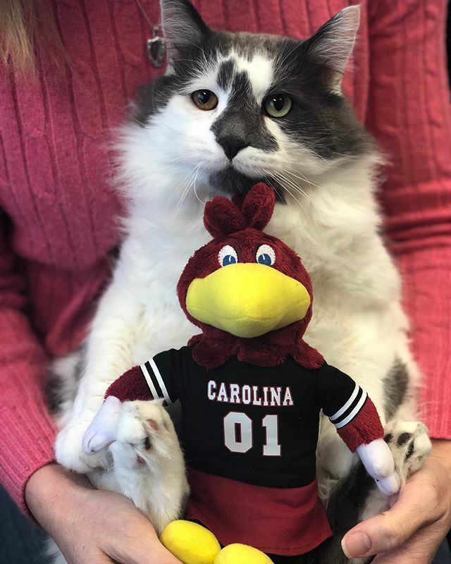 UofSCAdvising's tweet photo. Wishing everyone a Happy Catsgiving break! President Grover Cleveland may be part of the feline family but he will be cheering on the Gamecocks this weekend! ๐ค๐ผ #USCAdvising #RivalryWeek https://t.co/xYctRuv0uo https://t.co/HJtUUlh2Jp