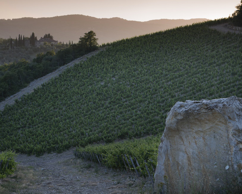 [Montebuoni vineyard  🍇]
Nestled on the slope of the hill parallel to the Bellavista vineyard, it is named after the village opposite. It was purchased by Castello di Ama in 1997.
.
.
#castellodiama #chianticlassico
Ph. @alessandromoggi
