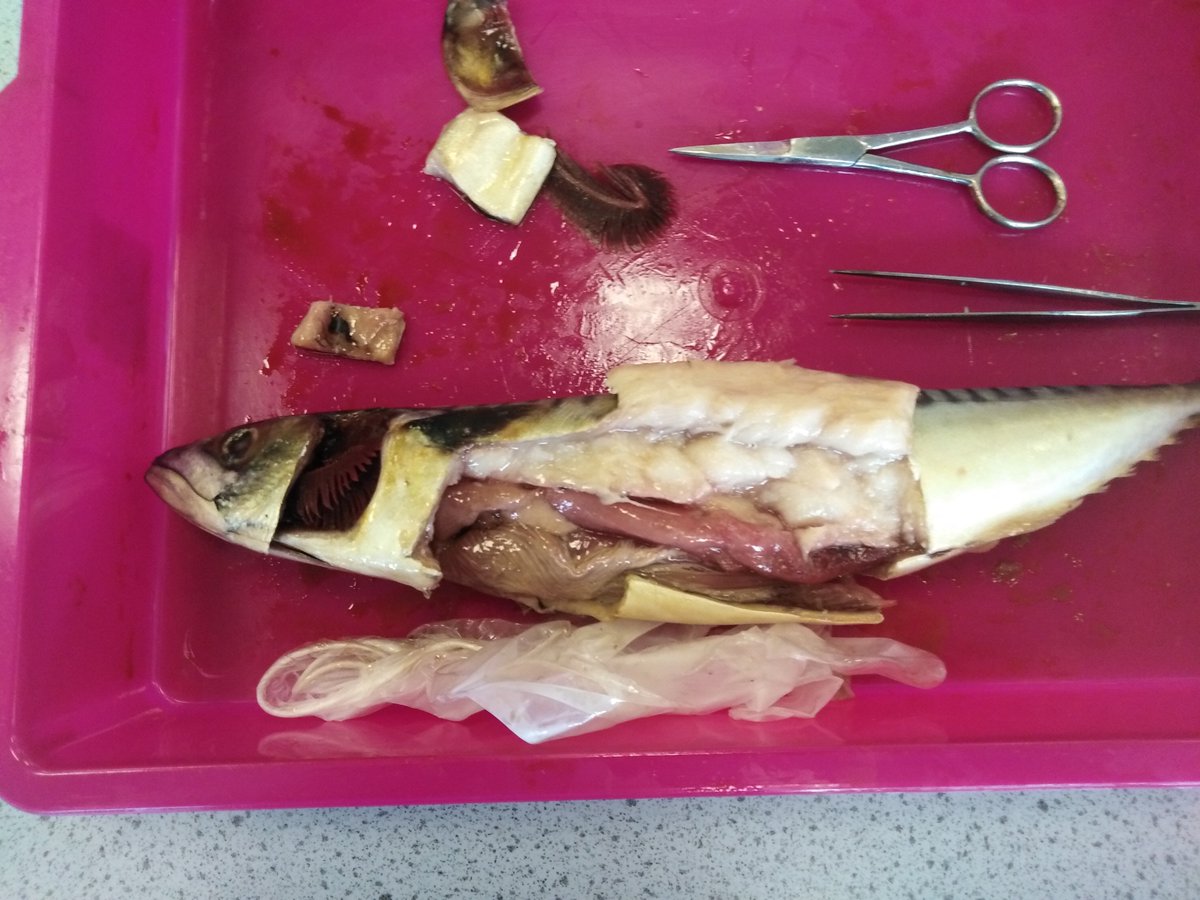 BS_ScienceClub's tweet photo. ..the opportunity to investigate many of the adaptations of a fish on the inside and outside of their bodies was enthusiastically grasped by all the boys! https://t.co/UWTl4tzpHX