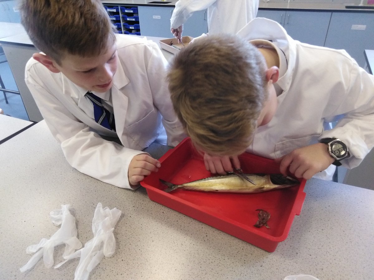 BS_ScienceClub's tweet photo. ..the opportunity to investigate many of the adaptations of a fish on the inside and outside of their bodies was enthusiastically grasped by all the boys! https://t.co/UWTl4tzpHX