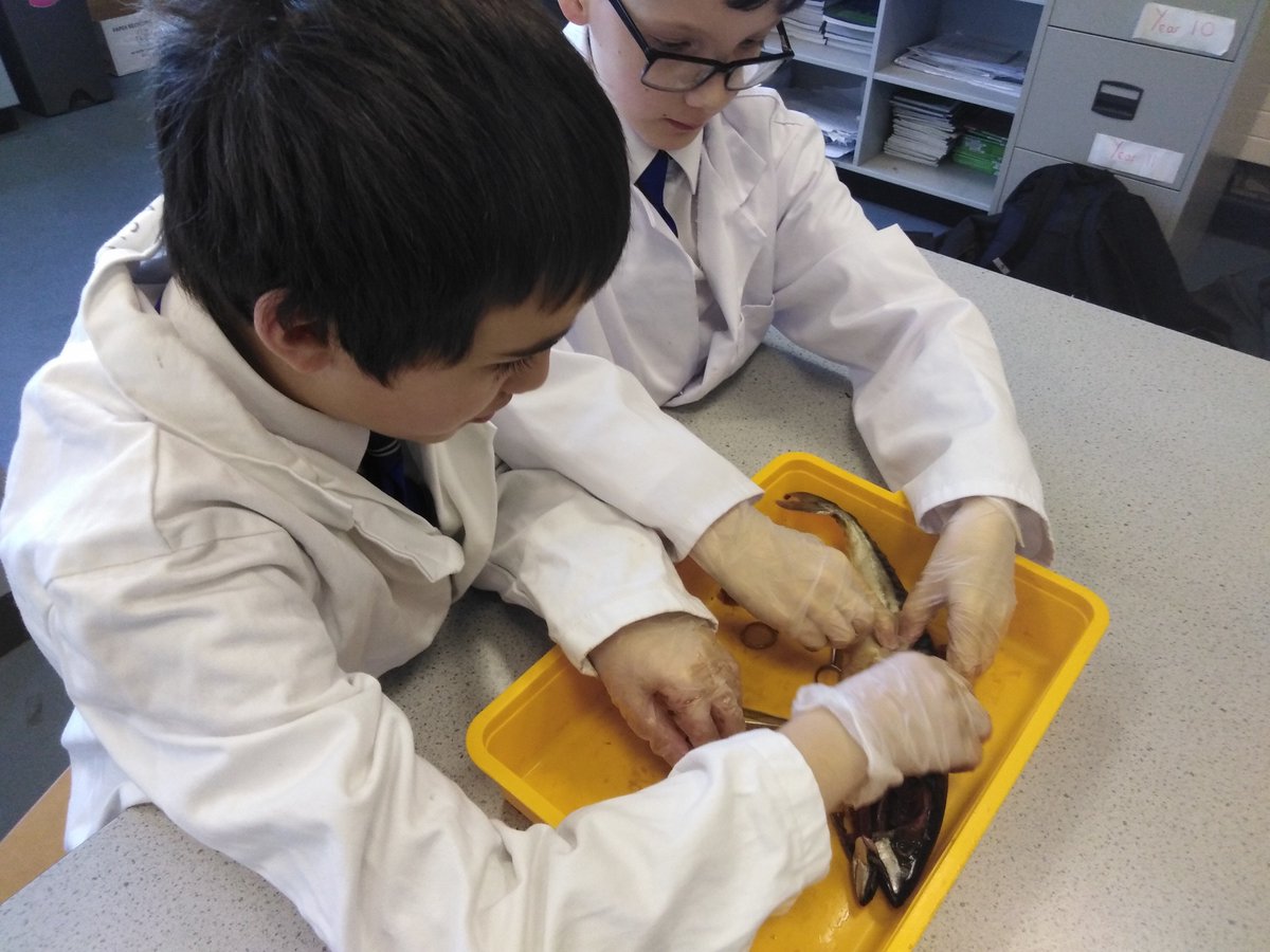 BS_ScienceClub's tweet photo. ..the opportunity to investigate many of the adaptations of a fish on the inside and outside of their bodies was enthusiastically grasped by all the boys! https://t.co/UWTl4tzpHX