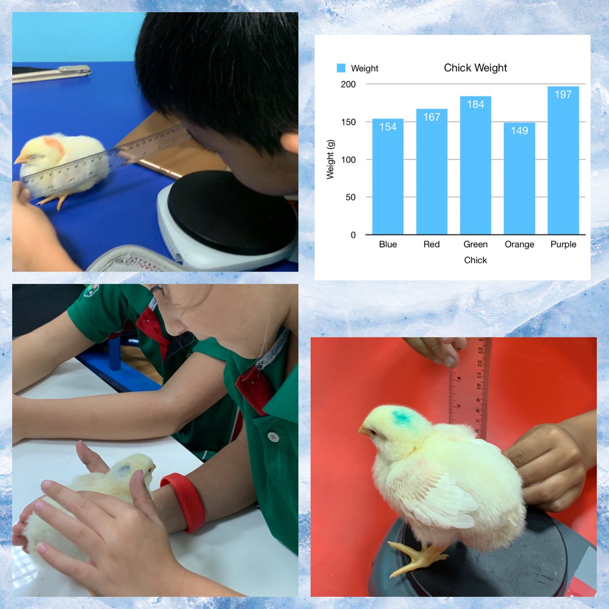 Incorporating our chick hatching programme into our maths measurement and data handling. <a href="/DIA_Sciences/">Science | DIA Emirates Hills</a> <a href="/DIA_Primary/">Primary | DIA Emirates Hills</a>