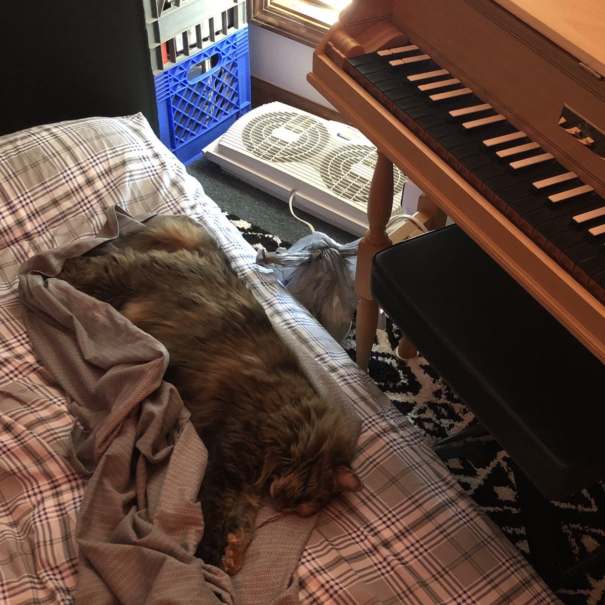 A cat sleeping on an air mattress next to a harpsichord.