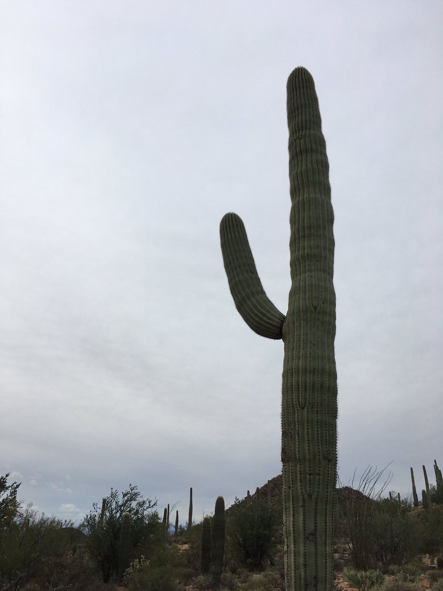 Black_Belt_Mag's tweet photo. You know you’re a martial artist when...
You see a cactus like this and your first thought is #jutte. https://t.co/bUwaOqHapt