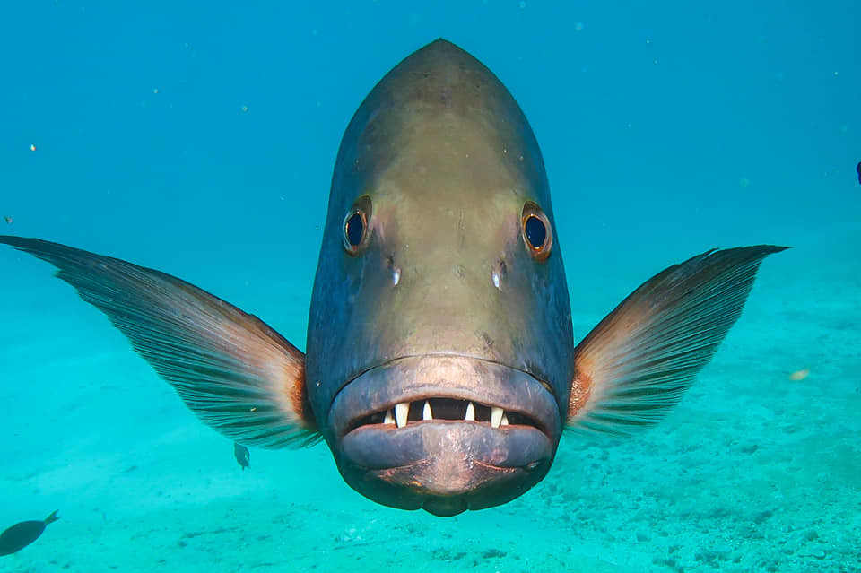 Staring contest 👀 Who do you think will win?

Experience awesome marine life up close on your next dive with Barefoot Divers: barefootdivers.com
