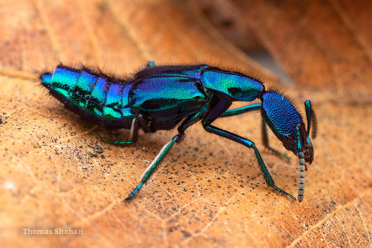 ThomasShahan's tweet photo. Another shot of that insane metallic blue Plochionocerus rove beetle found in the cloud forests near Mindo, Ecuador. Very tough to get a shot of - constantly on the move! https://t.co/ZxzNuDuFds