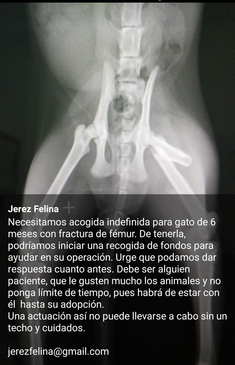FelinaJerez's tweet photo. Con ayuda este peque saldrá adelante. Necesitamos cuidador/a para pre-post operatorio y hasta su adopción. https://t.co/tWasCjbqyx