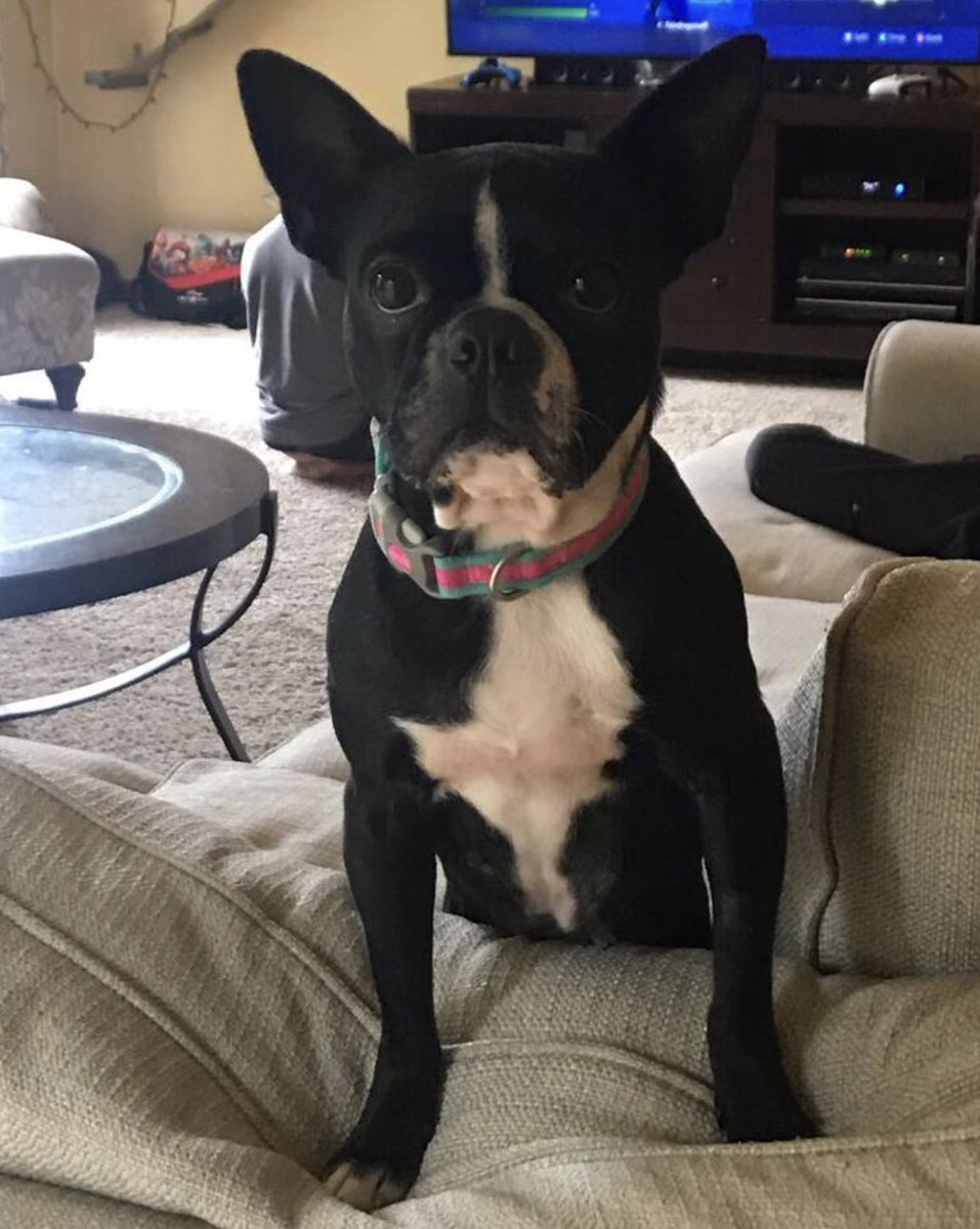 CoachJSheldon's tweet photo. Our dog Izzy got loose yesterday afternoon when our dog sitter was taking her out. She is still missing and I am taking to Twitter for help. She is a sweet little black and white Boston Terrier and we live in the village of Ortonville. https://t.co/CPgjfGu8S1
