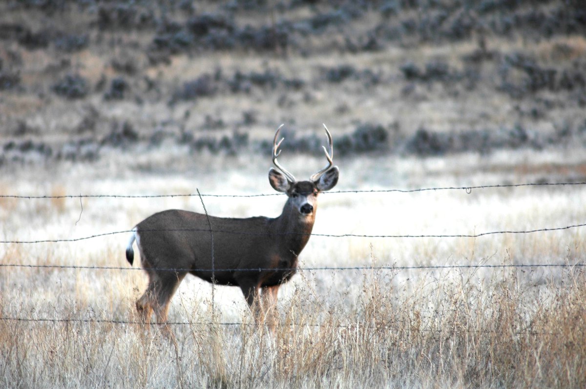 Big Game Animals In Colorado