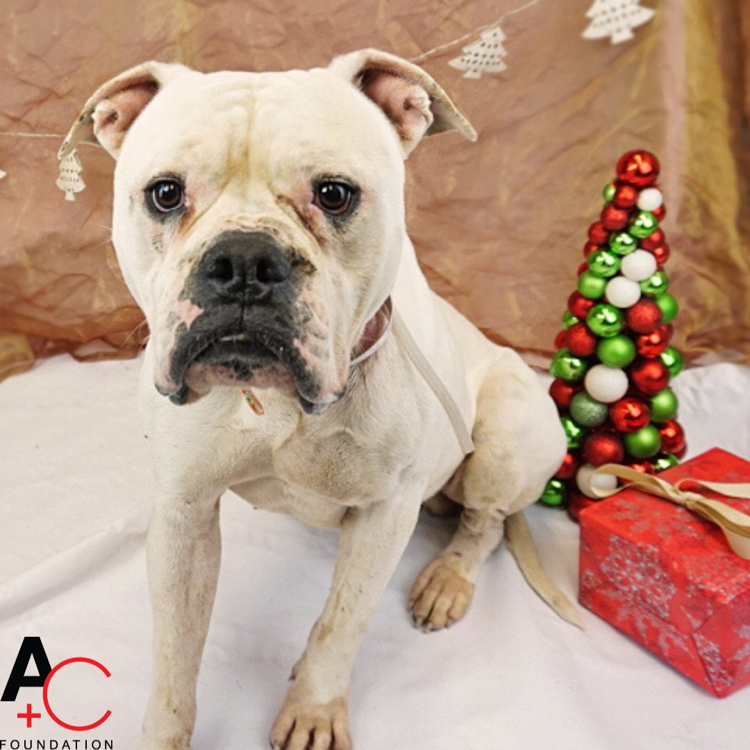 LMcCullersJrFdn's tweet photo. Meet Teddy! Our Rescue Dog of the Week! Come see him at @BARC_Houston today! Animal ID 1663996 @LMcCullers43 #ksfork9s #lmjf #athletesandcauses #adoptdontshop #thanksgiving https://t.co/3BMTUDfRY9