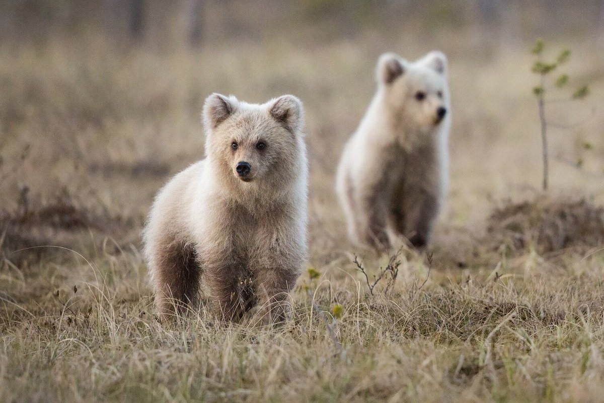 The Spirit Bears of Europe 

Over the past couple of years we have been incredibly fortunate enough to follow the lives of one particular bear family, which at first glance you may be forgiven for thinking are Spirit bears...

bearphoto.co.uk/blog/europes-s…