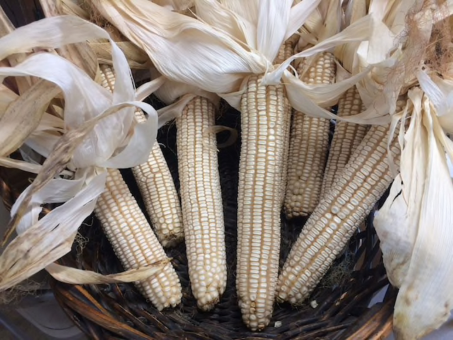 TruffleMedia's tweet image. A once-famous, long-lost corn variety returns from the dead agtoday.us/2DlhBg7 #foodchat #foodiechats #corn FYI @thefarmerslife